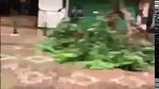[URGENTE] Moradora grava o furacão Talim chegando na China