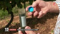 Vendanges : des algues au secours de la vigne