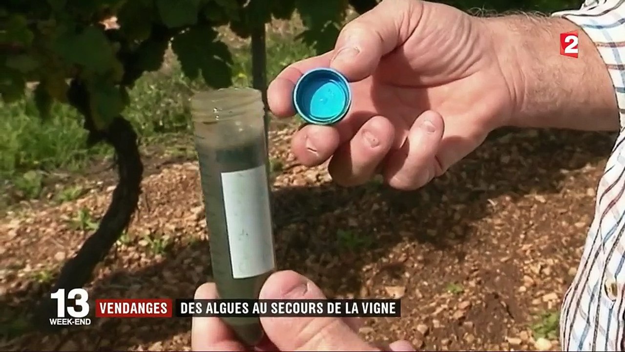 Vendanges : des algues au secours de la vigne