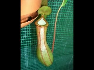 Nepenthes