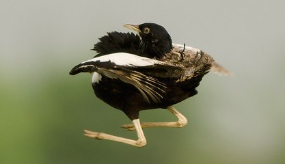 Lesser Florican Lên Xuống Lên Xuống (Bird Jump)