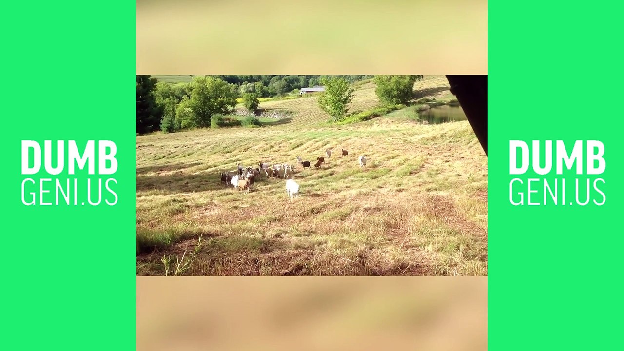 Best Animal Vines Compilation - Top Funny Pets Dumb Genius August 2017