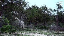Phénomène rare: deux girafes blanches aperçues au Kenya