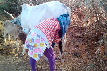 Village How To Get Young Girl Milk From Cow Live Video
