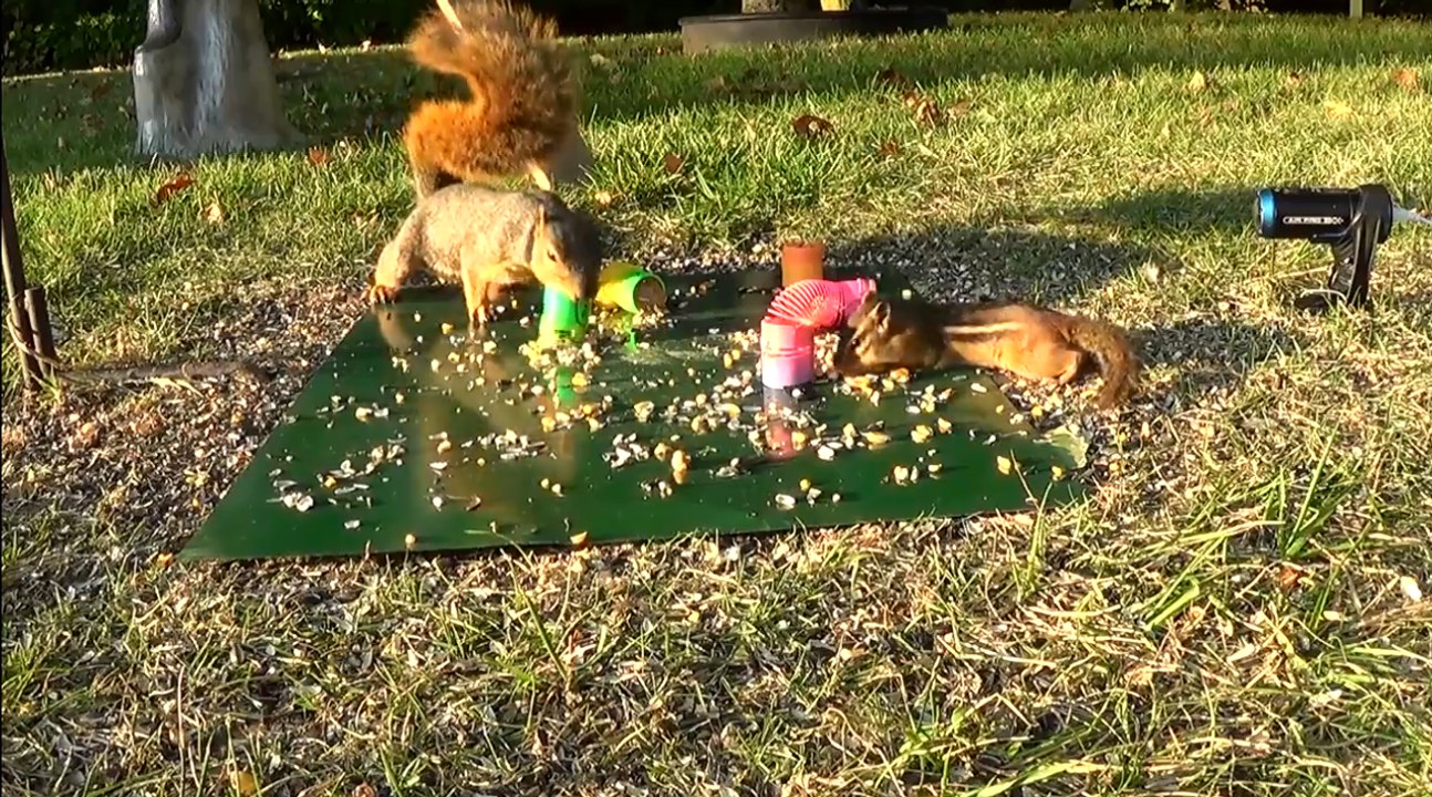 Squirrel Shoots Spring At Chipmunk