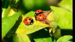 What Do Ladybugs Eat: Fs About Ladybugs