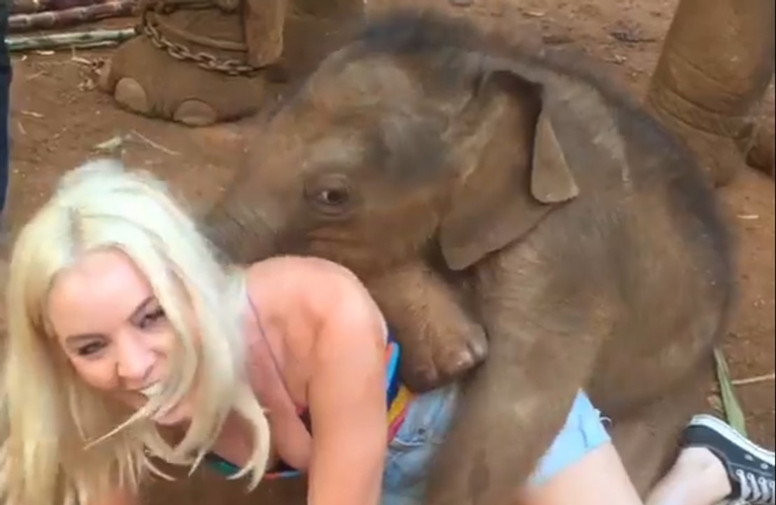 Baby Elephant Love Cuddling Pretty Girls