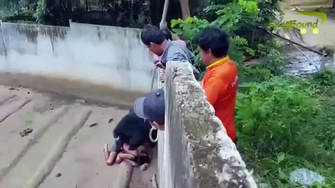 Quiso burlarse de un hambriento oso y casi termina devorado | ¡FUERTE VIDEO!