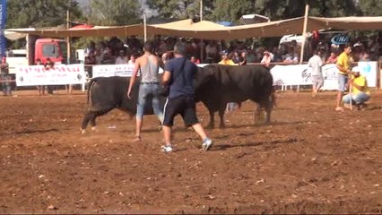 Boğa Güreşleri Renkli Görüntülere Sahne Oldu
