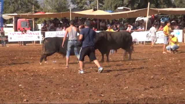 Boğa Güreşleri Renkli Görüntülere Sahne Oldu