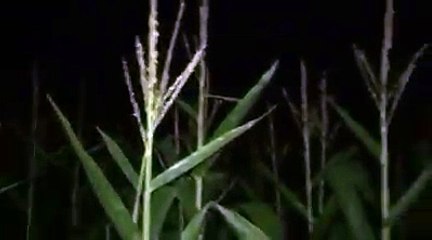 CornEvil. Never better than on a full moon. - Spookers Haunted Attraction Scream Park, New Zealand