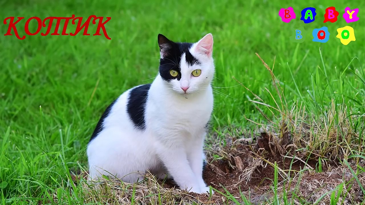 ТВАРИНИ ДЛЯ ДІТЕЙ. РОЗВИВАЮЧИЙ МУЛЬТИК ГОЛОСИ ДОМАШНІХ ТВАРИН ДЛЯ ДІТЕЙ УКРАЇНСЬКОЮ