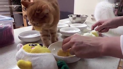 웃긴 고양이 영상, 크림히어로즈 베스트