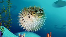 Sea Animals and Ice Living Creatures-Learn Names and Sounds-Kids Z Fun