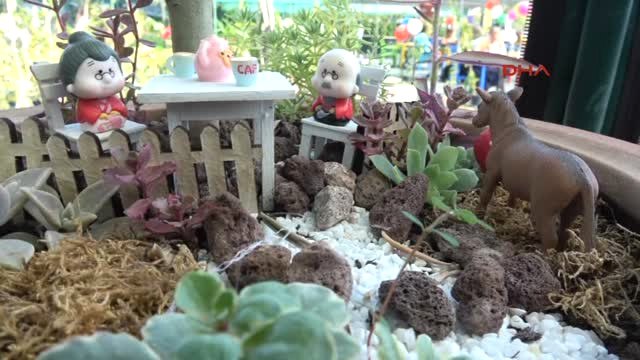 Edremit'te 'Neşeli Kaktüs' Festivali