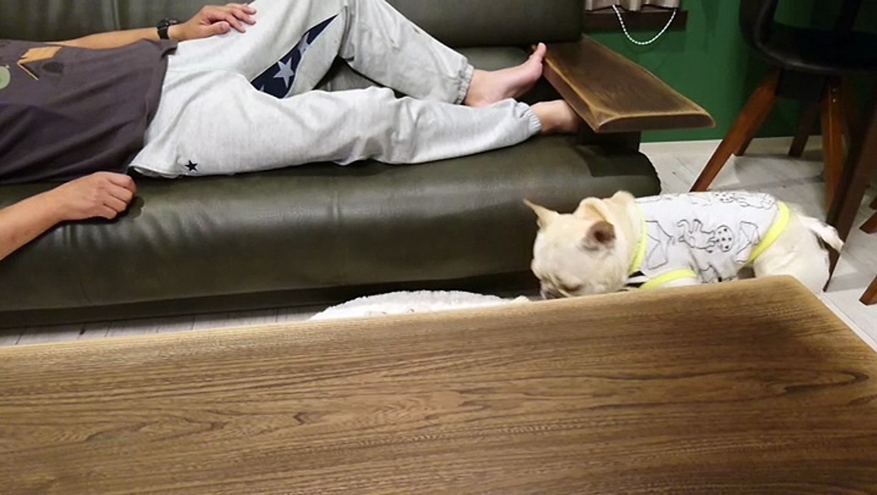 Chien couvre son propriétaire au canapé!!