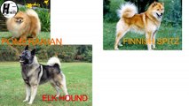 Indian Spitz Dog Fs | Hindi | INDIAN DOG BREEDS | HINGLISH FACTS