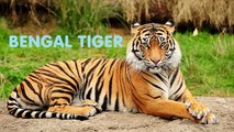 Animal sounds • Animal sounds and names for children ✰ (38 real animals) ♫ Learn animal sounds