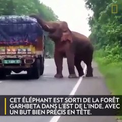 [Insolite] Quand un éléphant bloque la circulation pour manger des pommes de terre