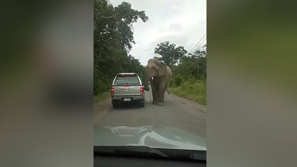 Скачать видео: Elefante arranca el techo de este vehículo por las bravas