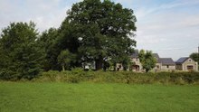 L'arbre de l'année - arbre des macrâles à Ouffet