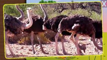 Cartoon about dinosaurs and African animals for kids | Learn sounds and names animals with dinosaurs
