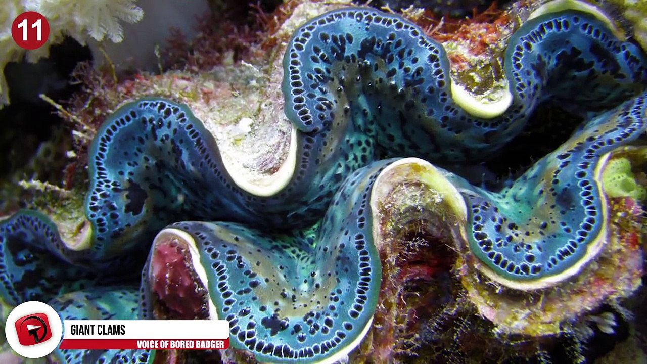 13 Crazy Big Sea Creatures