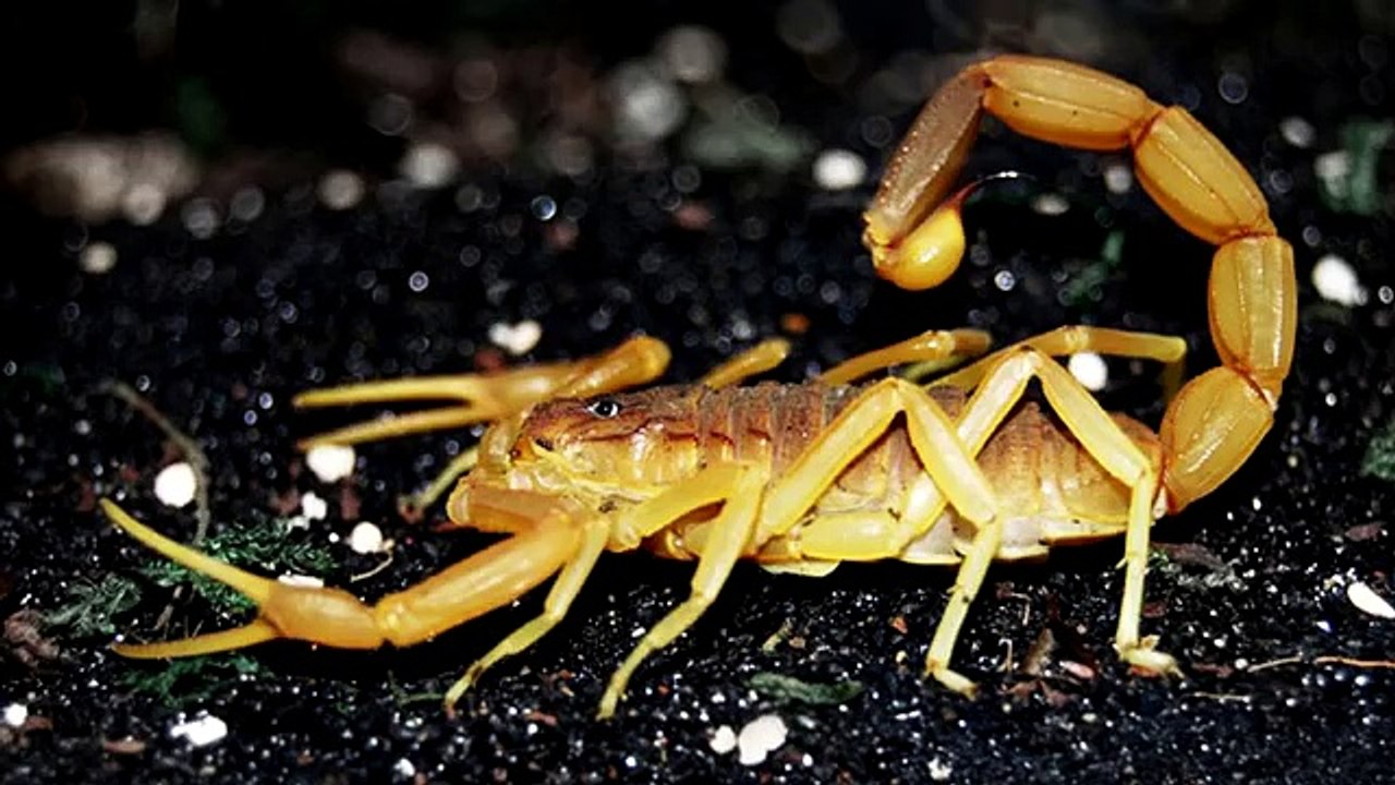 ВЕРСУС. ТАРАНТУЛ ПРОТИВ СКОРПИОНА, МНОГОНОЖКИ И ДАЖЕ ЗМЕИ!
