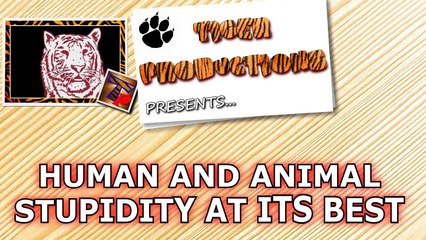 THIS will make you LAUGH ALL DAY - Funny FAILS & MOMENTS compilation