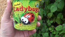 3 Tips to Ensure LadyBugs Stay in Your Garden after Release