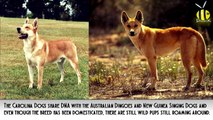 10 Rare Dog Breeds You Probably Never Heard Of