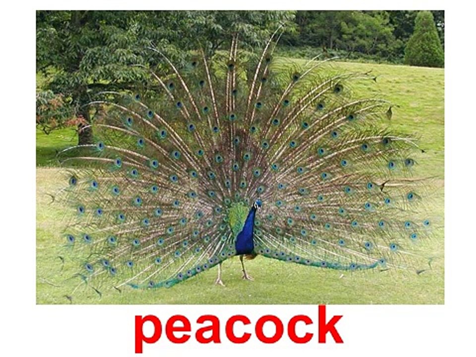 Bébé cartes distique Anglais garderie rimes mot Glenn doman flash einstein ph