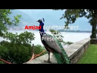 Best Dance for Bird Lover Yeh Nazara Dekh len to Kismat Khul Jaye