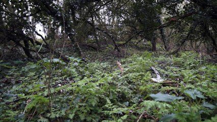 The Black Eyed Child | Fact Or Fake!?