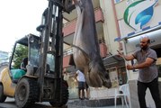 Sardalye Ağlarına Takılan Yarım Tonluk Köpek Balığı İlgi Odağı Oldu