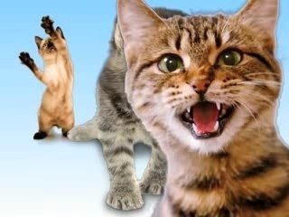 Kitties Joe-Joe Song Video