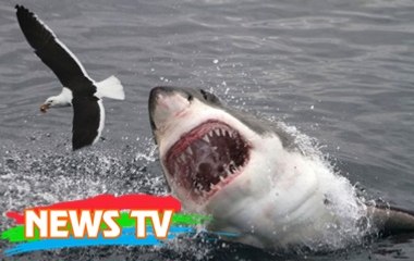 10 thứ điên rồ nhất mà cá mập từng nuốt