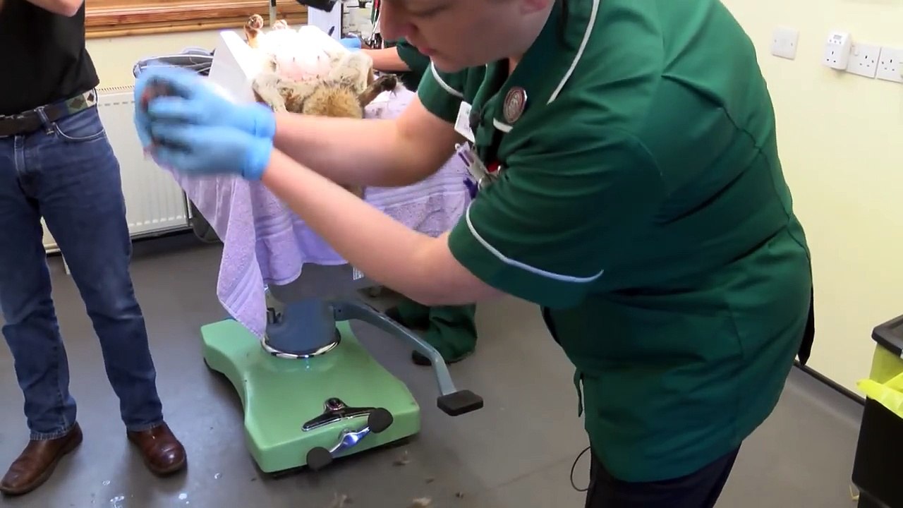 First fox cubs dramatically arrive by cesarean!