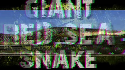 Giant Snake Caught in Red Sea