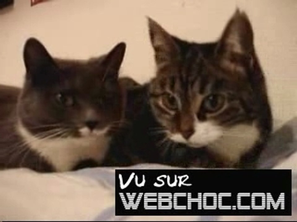 Webchoc.com : Deux chats se parlent entre eux !