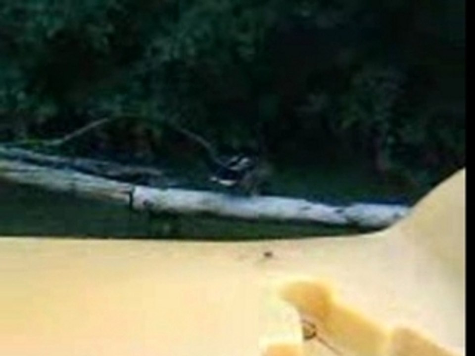 PEDALO