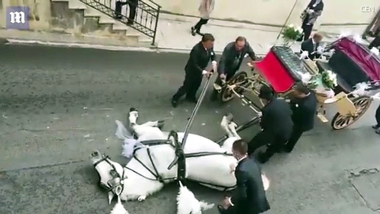 Un cheval qui tirait une calèche pour un mariage, s'effondre à bout de forces