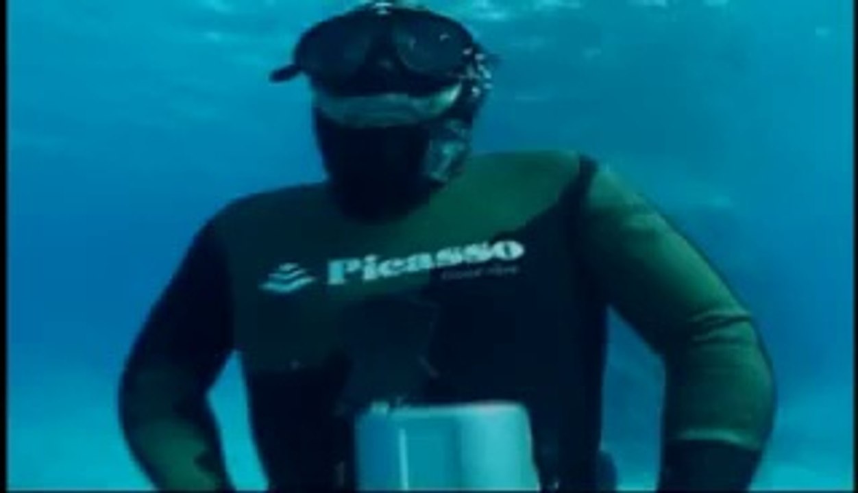 shark story ; le requin marteau/requin océanique