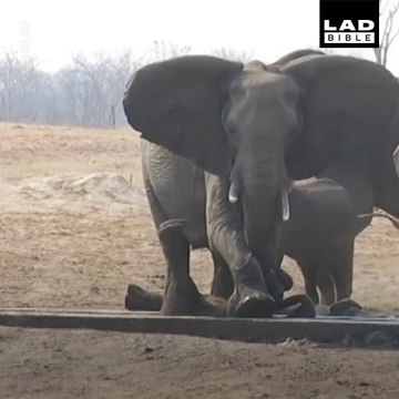 Cette maman éléphant vient sauver son petit coincé dans une gouttière en béton