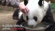 Basi, le plus vieux panda au monde est mort