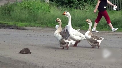 Des oies escortent un hérisson !