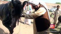 Sultan ul Ashiqeen Mohammad Najib ur Rehman and Horse Dance