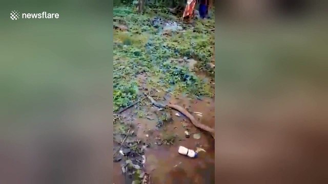 Hungry cobra spits out plastic bottle it had swallowed