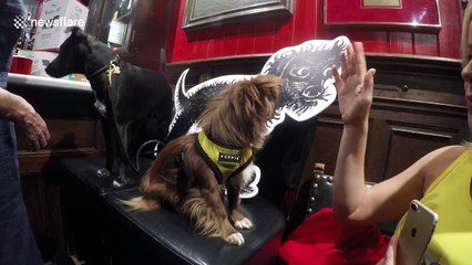 Just an adorable dog giving a high five
