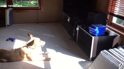 Just a dog lying in the sun and singing